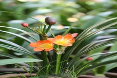 Clivia miniata